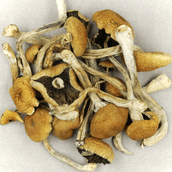 Cambodian Psilocybe Cubensis | Cannalyft Canada