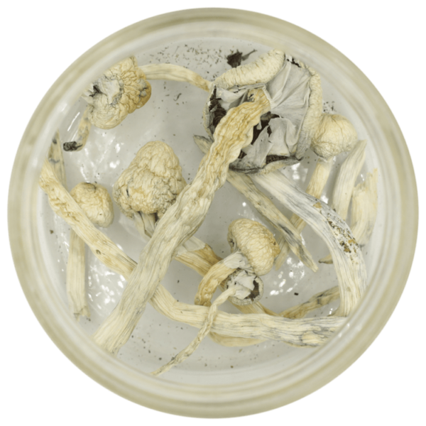 Great White Monster Cubensis | Cannalyft Canada