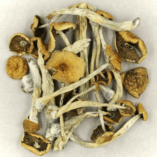 Psilocybe Cubensis Mexicana | Cannalyft Canada