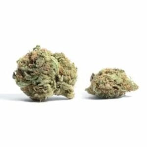 White Truffle (Popcorn) | Cannalyft Canada