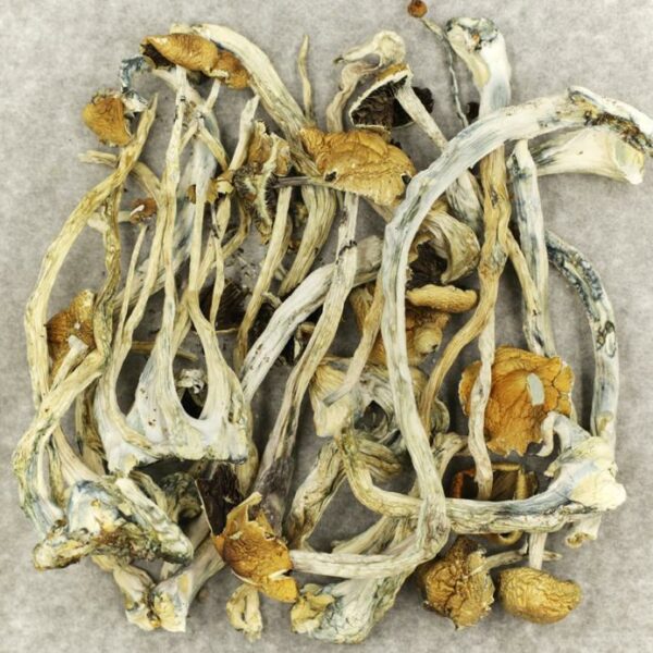 Amazonian Cubensis | Cannalyft Canada