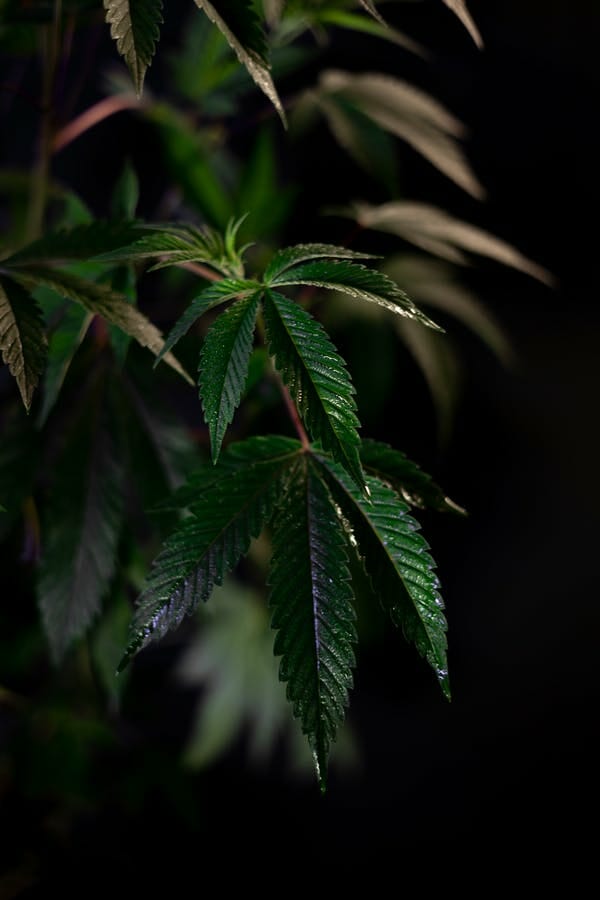 Buy cannabis Online in BC cannabis Online Dispensary | Cannalyft Canada | Cannalyft Canada