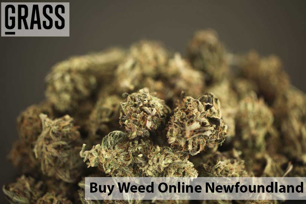 Buy cannabis Online Newfoundland | Cannalyft Canada | Cannalyft Canada