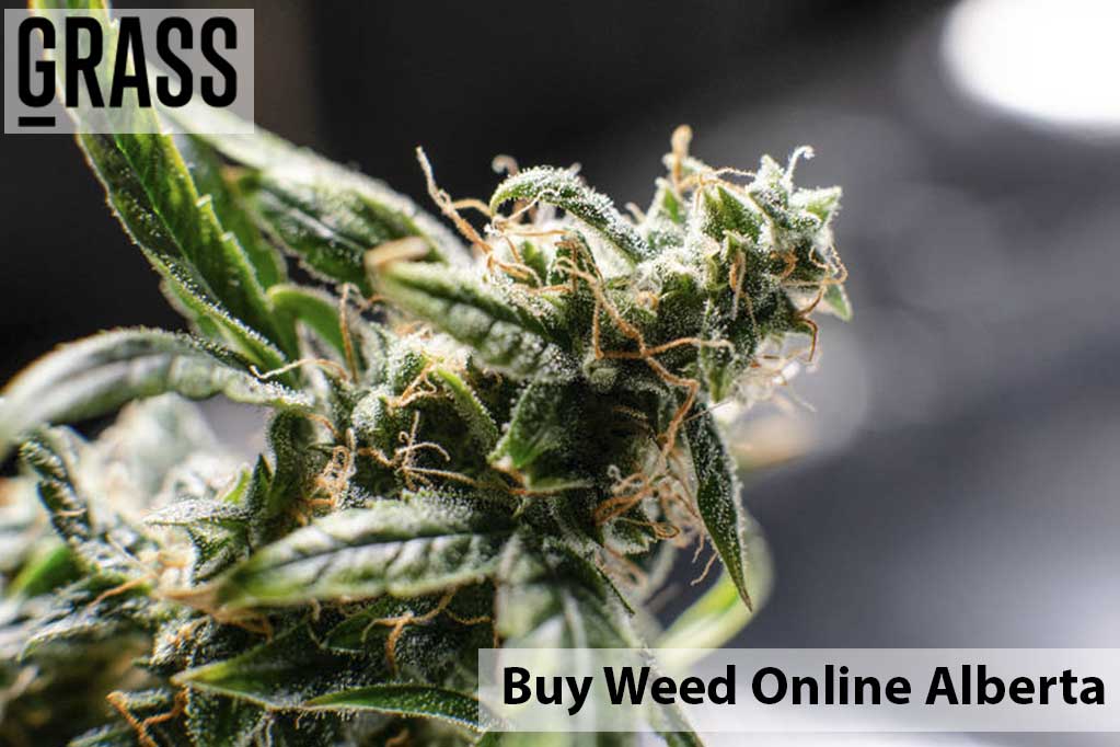 Buy cannabis Online Alberta | Cannalyft Canada | Cannalyft Canada