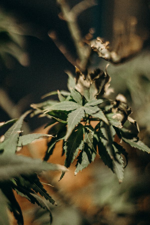 cannabis Online Delivery Quebec City | Cannalyft Canada | Cannalyft Canada