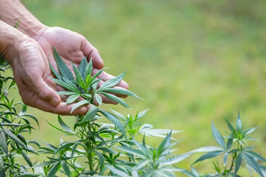 Buy cannabis Online Alberta | Cannalyft Canada | Cannalyft Canada