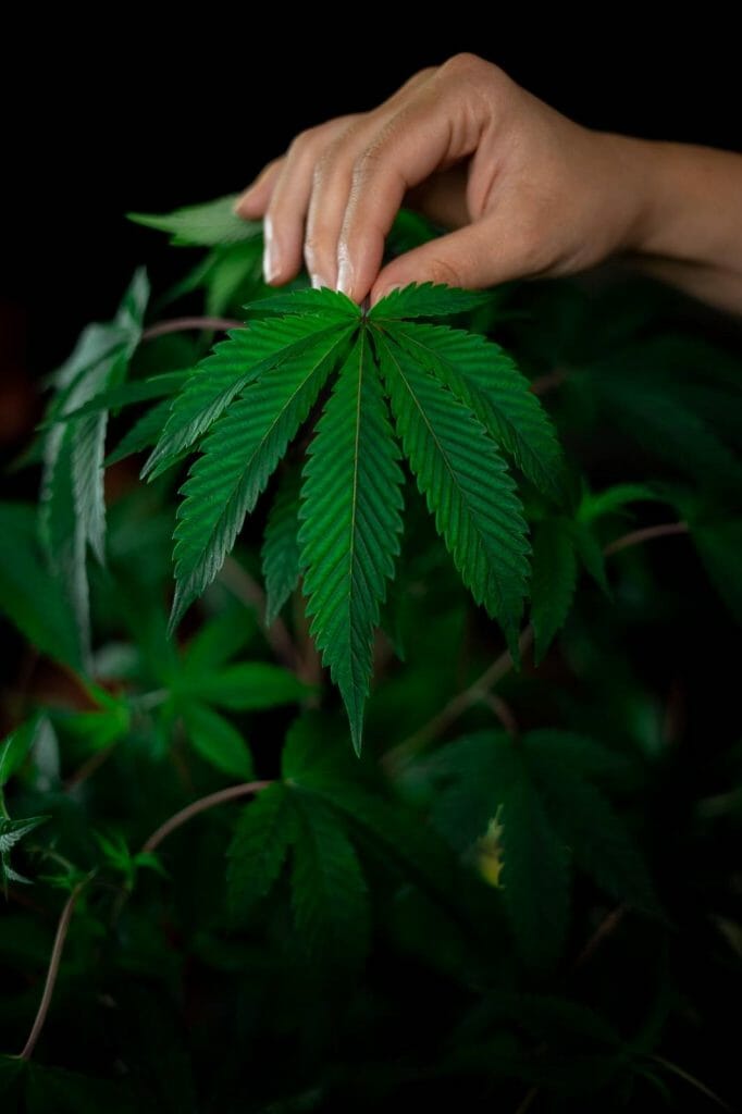 Buy My cannabis Online: Deals and Discounts You Can Find From Our Online Marijuana Dispensary | Cannalyft Canada | Cannalyft Canada