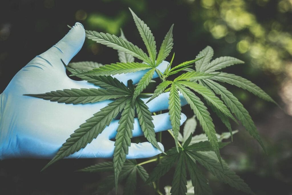 Buy cannabis Online Grasslife | Cannalyft Canada