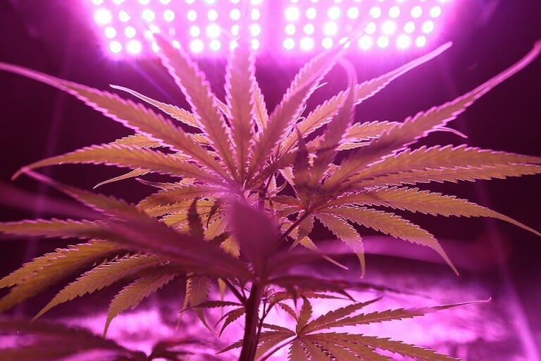 Discover How A cannabis Shop Helps You Better Understand Cannabis | Cannalyft Canada | Cannalyft Canada