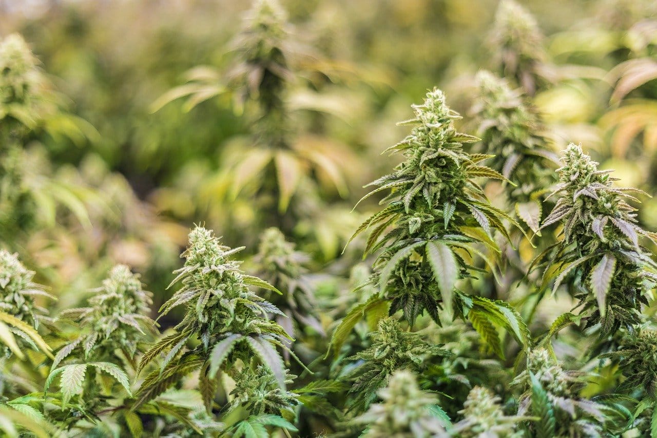 Online thc flower | Cannalyft Canada